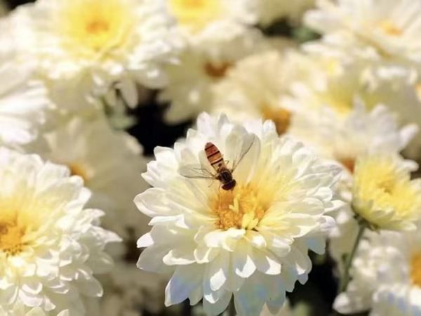 國(guó)慶、中秋假期怎么玩才值？這份【不擠人＋高性價(jià)比】攻略請(qǐng)查收！